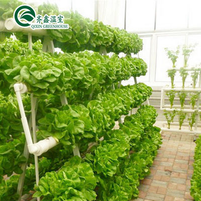 Système hydroponique vertical de tomates pour les ventes en serre à plusieurs étendues aux Pays-Bas