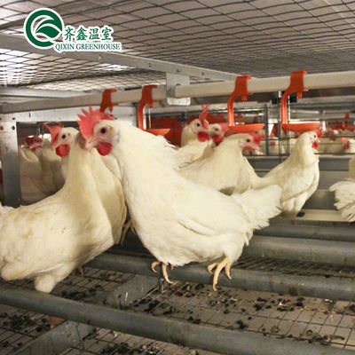 Élevage de poulets à double couche à grande échelle