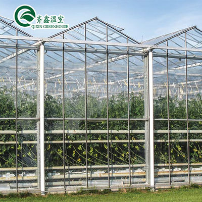 Tuyaux en acier galvanisé en polycarbonate en feuille aquaponique de tomate pour serre préfabriquée