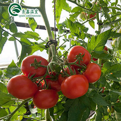 Serre de tomates adaptée à la ventilation avec seau hollandais et revêtement en plastique