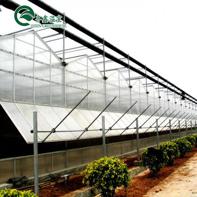 Tuyaux en acier galvanisé en polycarbonate en feuille aquaponique de tomate pour serre préfabriquée