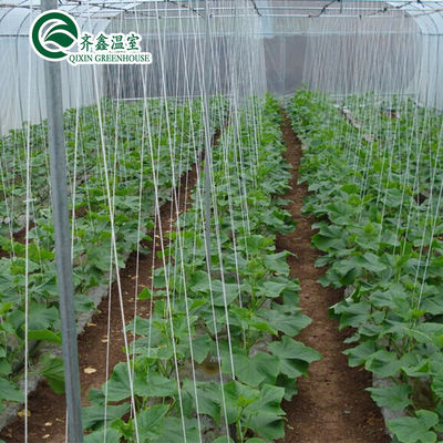 Serre de tomates adaptée à la ventilation avec seau hollandais et revêtement en plastique