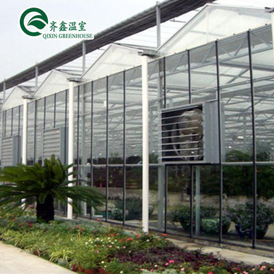 Système hydroponique vertical de tomates pour les ventes en serre à plusieurs étendues aux Pays-Bas