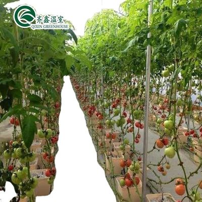 Cultivez vos propres légumes fruits et fleurs avec notre serre commerciale Philippines