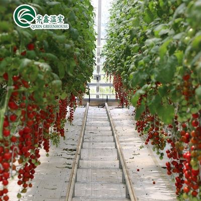 Cultivez vos propres légumes fruits et fleurs avec notre serre commerciale Philippines