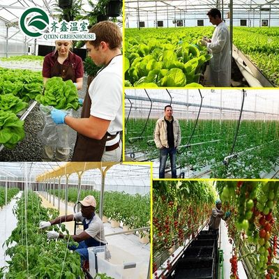 Cultivez vos propres légumes fruits et fleurs avec notre serre commerciale Philippines