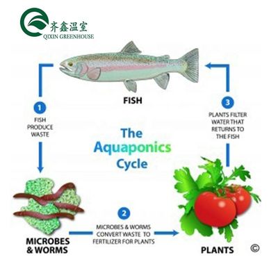 Produits végétaux Fruits Fleurs Système aquaponique Serres agricoles multifonctions Résultat