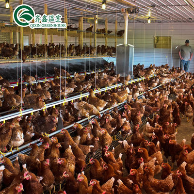 Élevage de poulets à double couche à grande échelle