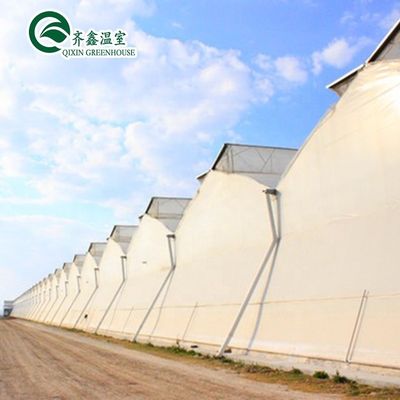Serre à tunnel unique recouverte de film commercial pour maximiser la production agricole
