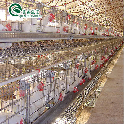 Élevage de poulets à double couche à grande échelle