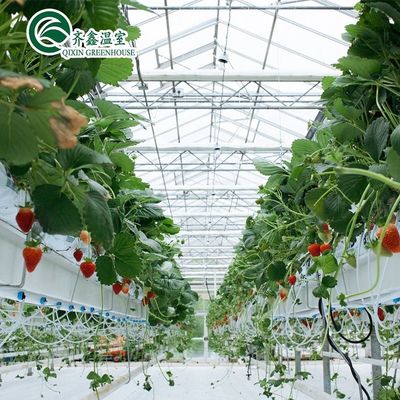 Structure en acier galvanisé Serre en verre Venlo pour la culture de légumes Fruits Fleurs
