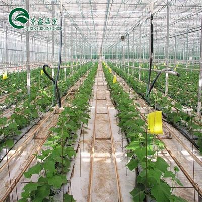 Une bonne perméabilité à la lumière est essentielle pour les serres en verre de Venlo dans l'industrie agricole