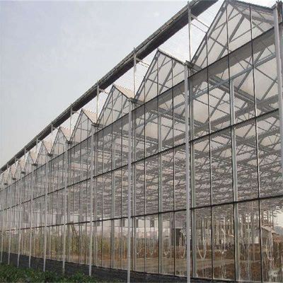 Grande serre en verre Venlo parfaitement adaptée aux besoins de croissance des plantes