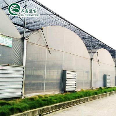 Serre en polytunnel recouverte de film plastique avec système hydroponique et ventilation