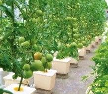 Grande pompe hydroponique pour une croissance maximale des légumes fruits et fleurs