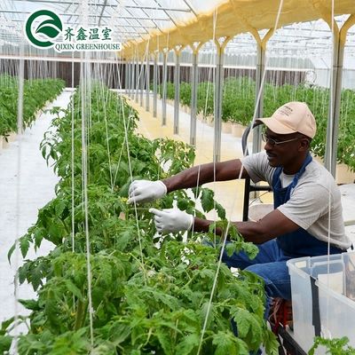 Grande pompe hydroponique pour une croissance maximale des légumes fruits et fleurs