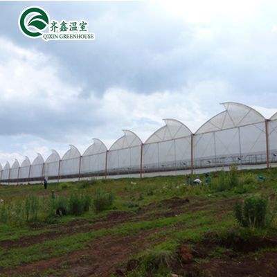 Ventilateurs pour une croissance optimale des tomates et autres légumes en serre